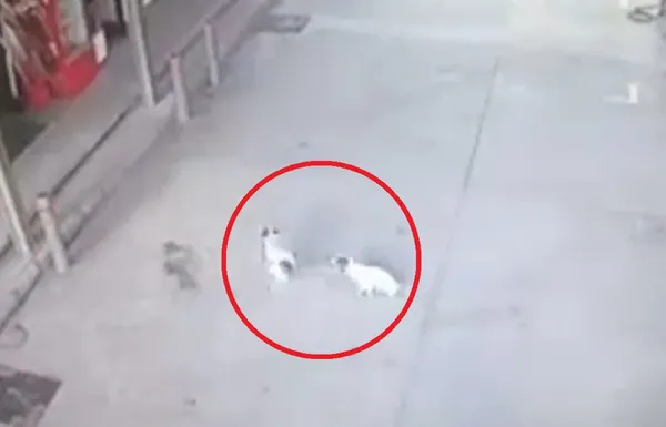 1605094528538.jpg Vicdanları sızlatan görüntü! 2 köpeği otomobille ezdi... - 3