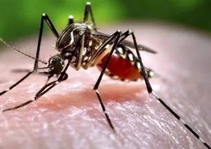 Chikungunya virüsü nedir, belirtileri neler? Sivrisineklerden geçen Chikungunya hastalığı tedavisi var mı, bulaşıcı mı?