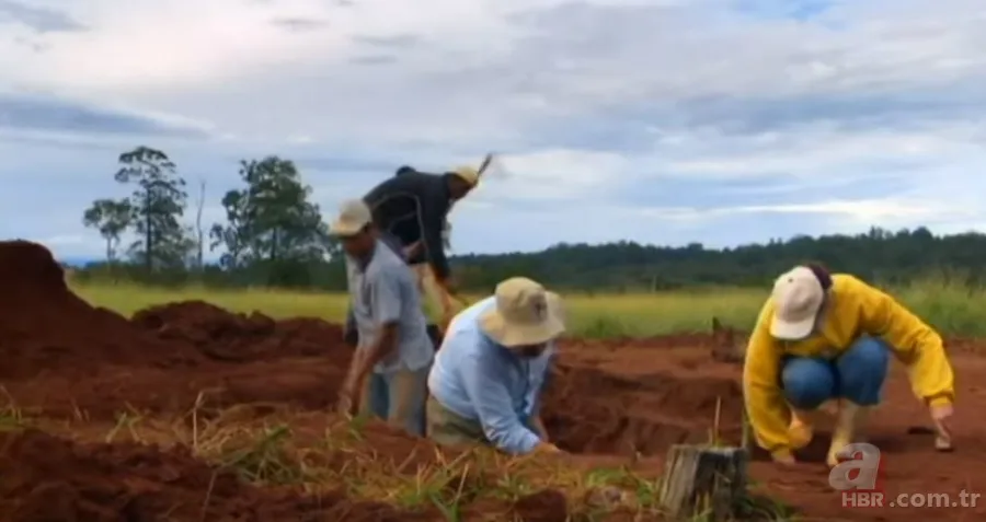 Karınca yuvasından sanat eseri çıktı 🐜 Vahşi doğanın usta mimarları! Otoban, yan yol ve patika bile yapmışlar 13