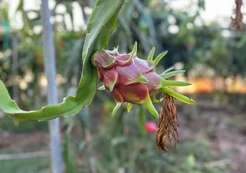 Kilosu 180 TL'den satılıyor! O ilde hasadı başladı