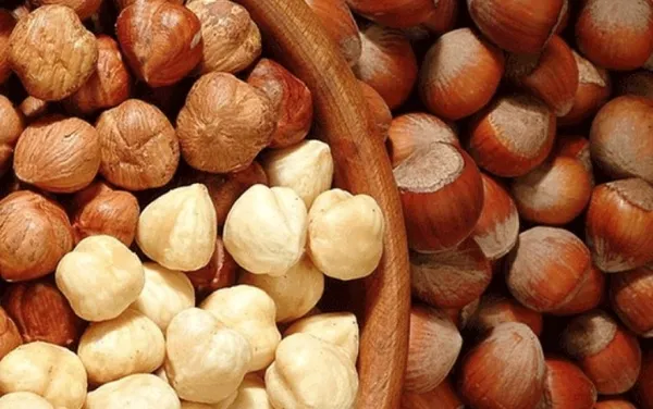 Fındık fiyatları 24 Nisan güncel liste! 🌰 Serbest piyasada FINDIK FİYATLARI kaç TL oldu? TMO, GİRESUN, FATSA...