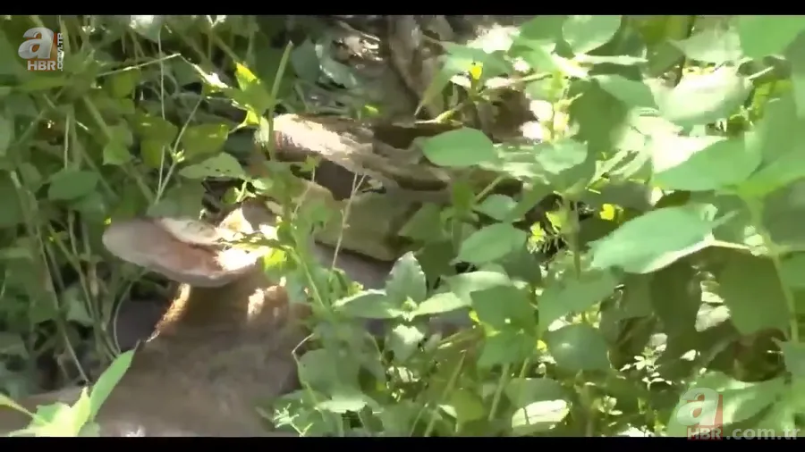 Anakonda yılanı ineği tek lokmada yuttu! O anlar böyle görüntülendi 14