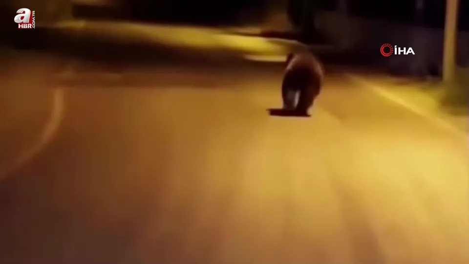 Görüntüler Yalova’dan! Köy yoluna inen ayı böyle görüntülendi