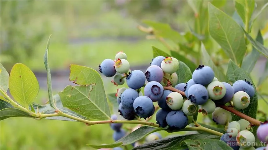 Kilosu 450 TL'den satılıyor! Beyni 10 yaş gençleştiren meyve... 7