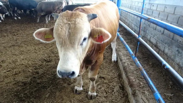 1 tonluk "Paşa" rekor fiyata alıcı buldu - 1