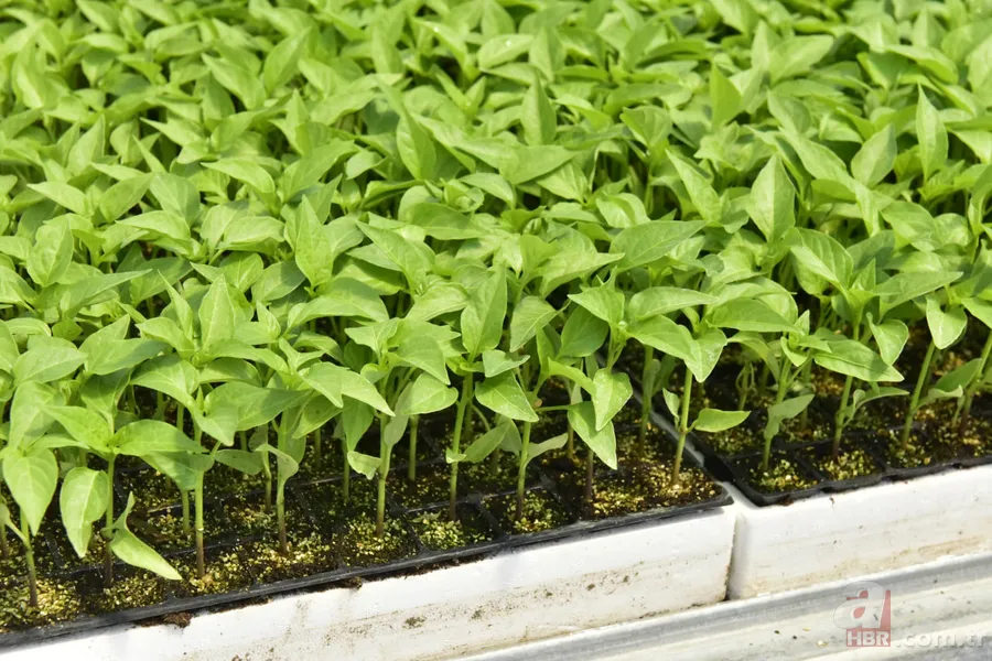 Yıllardır yanı başımızdaydı: Kalp hastalığı riskini azaltan o mucize! 1