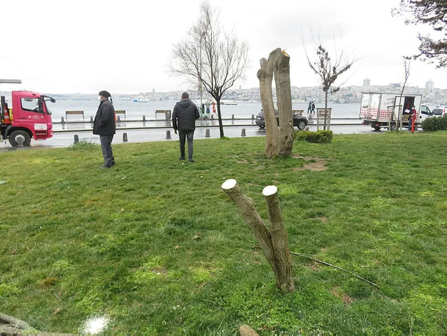 İstanbul’da gece yarısı Kız Kulesi'nin karşısındaki ağaçları keserken yakalandılar - 6