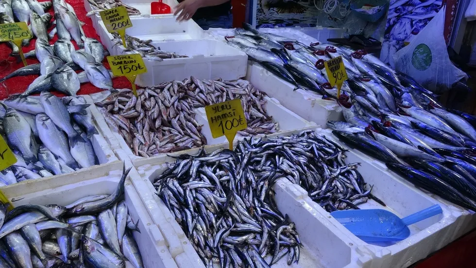 Karadeniz’de palamut bereketi! Tezgahlardan sofralara uzandı: Tavası da şişi de yoğun ilgi görüyor - 2