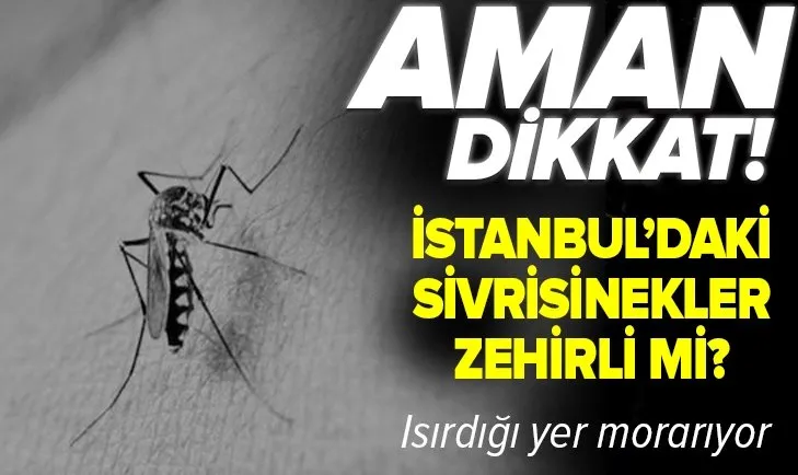 İstanbul'daki sivrisinekler zehirli mi? Vatandaşlar acilen tedbir alınmasını istiyor