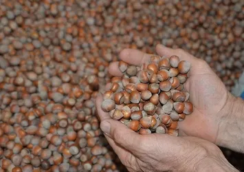 Giresun'da fındık fiyatı yeniden 15 lirayı gördü