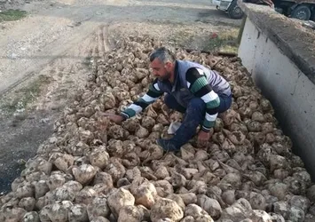 Pancarın tarladan şekere yolculuğu