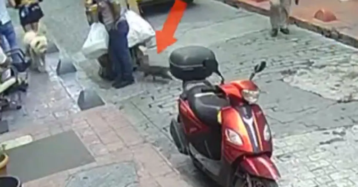 Gördüğü her köpeğe saldırıyor
