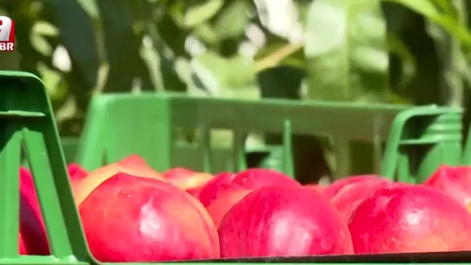 Bursa şeftalisinin hasat zamanı