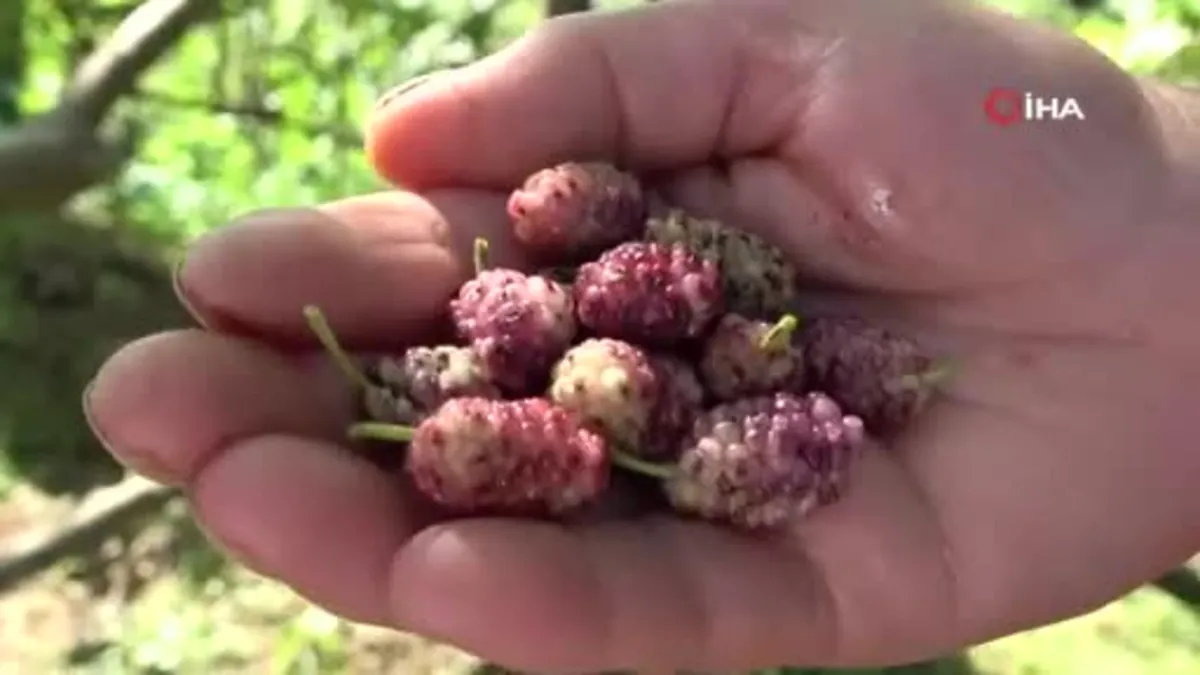 Ordulu kadınların dut pekmezi mesaisi