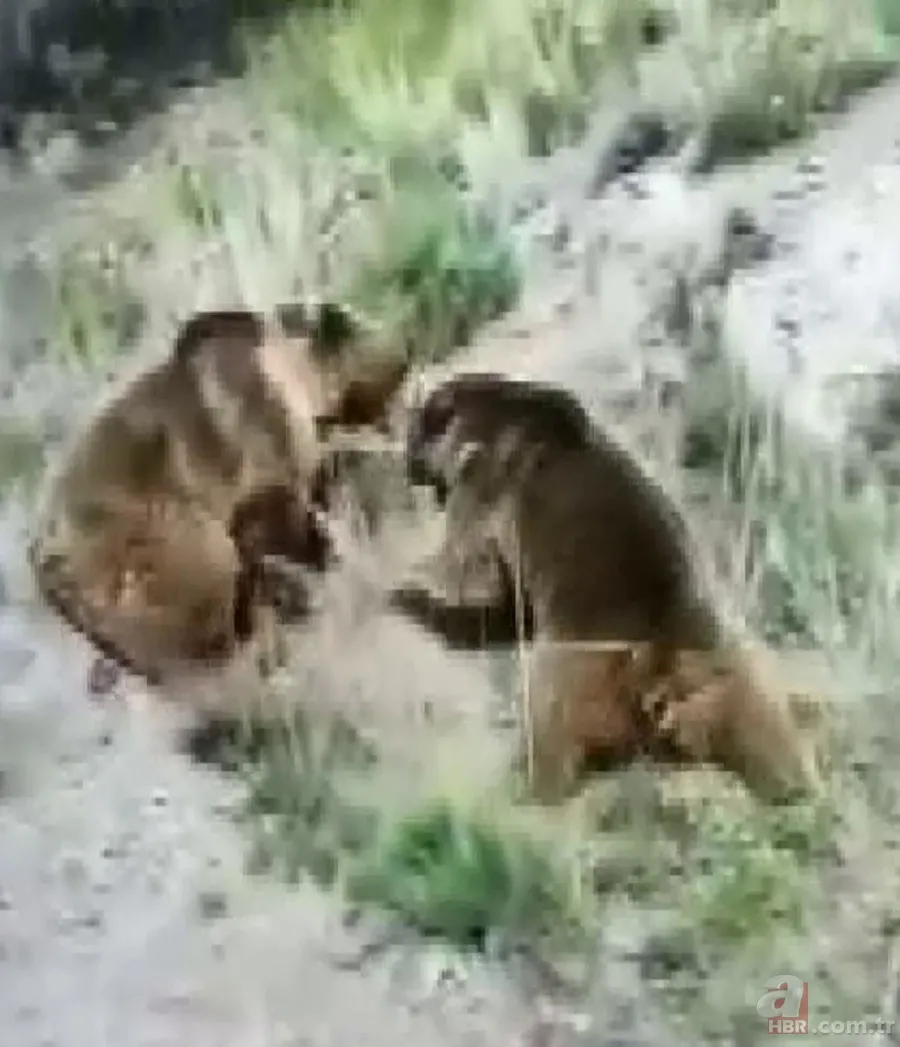 Vahşi doğada ölümcül karşılaşma! Ayı yavrularını… 6