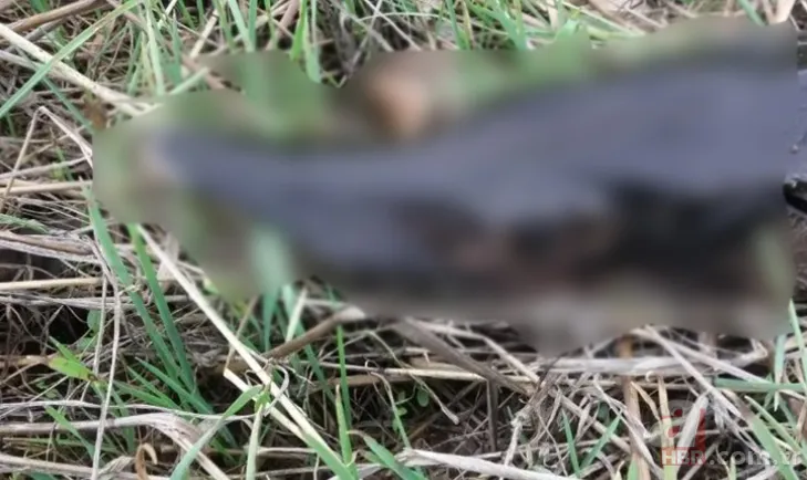 Bir balıkçı barajda yakaladı! Görenler şaşkına döndü! Acipenseridae familyasından 1