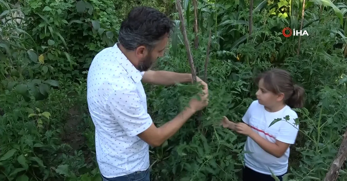 Baba ve kızı bahçeyi gezerken buldu! Görenleri hayrete düşüren domates