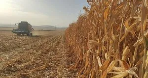 Bakan Albayrak duyurmuştu! İthal üründe yeni dönem...