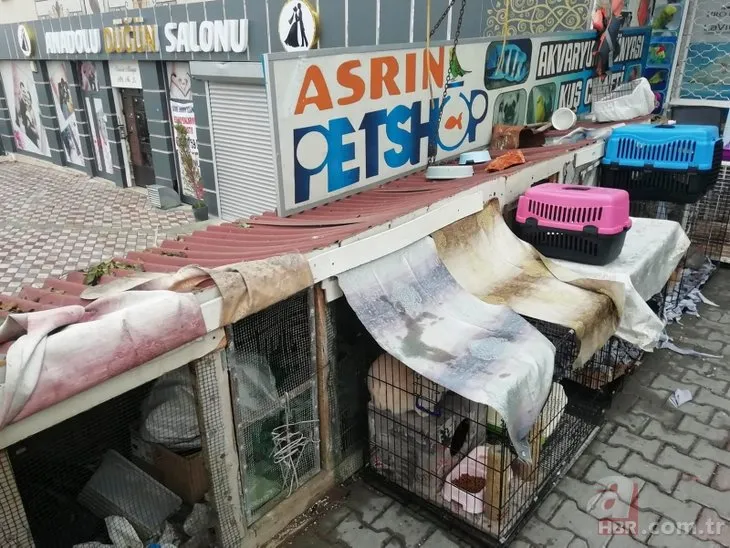 Ankara’da petshopa baskın: 19 hayvan kurtarıldı