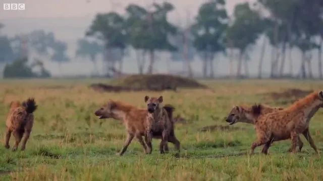 Sırtlanların arasında tek başına kalan aslanın mucize kurtuluşu! Son anda öyle şeyler oldu ki...