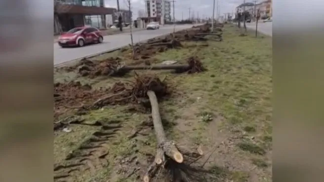 Tekirdağ Büyükşehir Belediyesi ağaçları söktü! Ağaç sökme gerekçesi: Dekora uymadı
