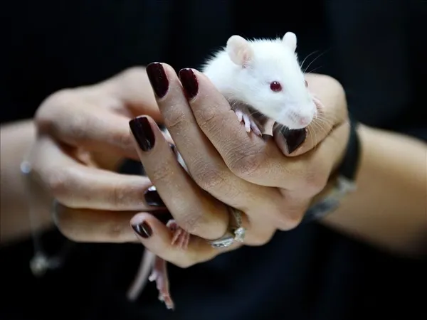 Beyin kanserine karşı dev keşif! Türk bilim insanı Prof.Dr. Aziz Sancar tarih vererek duyurdu