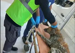 Çamura saplanan köpeği AFAD ekipleri kurtardı: Bakan Çiftçi o anları paylaştı