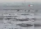 Aç kalan kurt sürüsü Iğdır ovasına indi