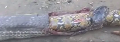 Piton bebek yuttu iddiası ortalığı karıştırdı! 🐍Yılanın midesinden bakın ne çıktı
