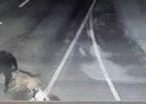 İstanbul’da sokak köpeği dehşeti! İş adamına böyle saldırdılar