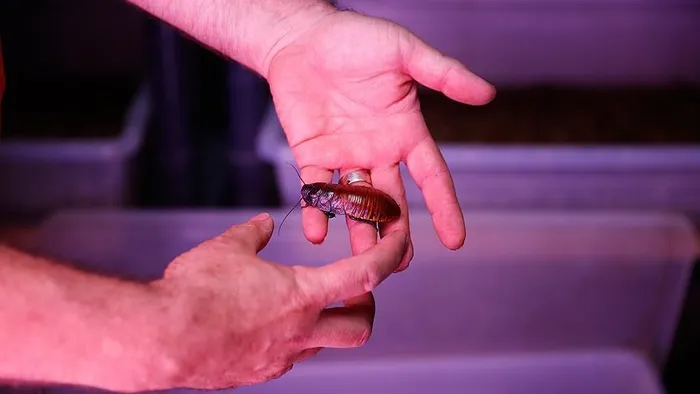 Hamamböcekleri kokusuna dayanamıyor! Doğal böcek ilacı...