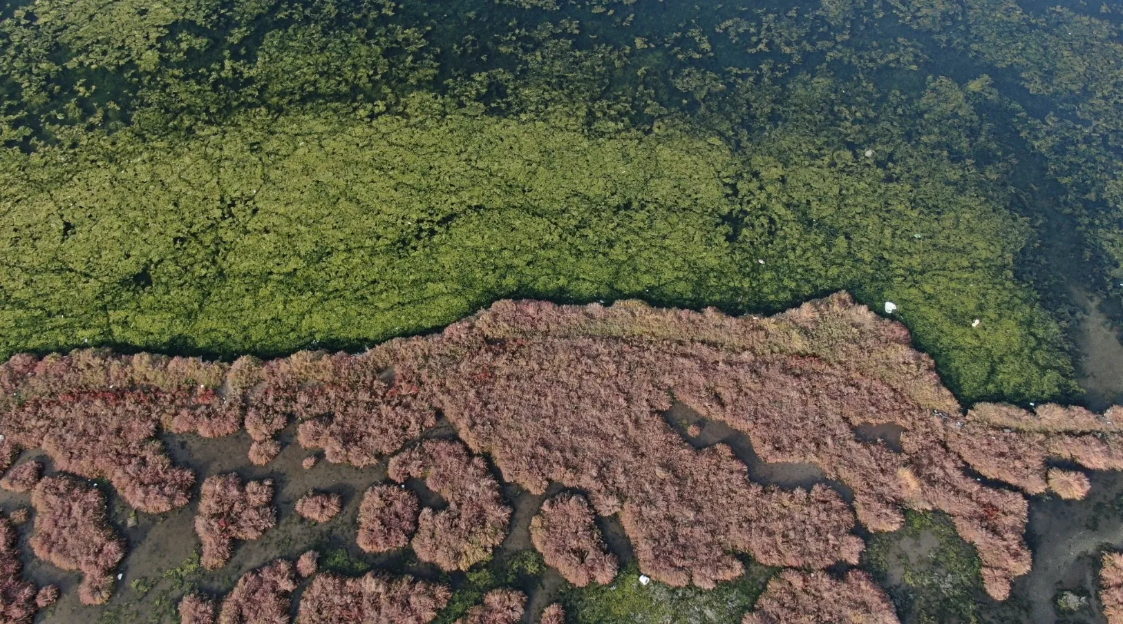 İzmir’de korkutan görüntü! Suyun yüzeyi yeşile boyandı