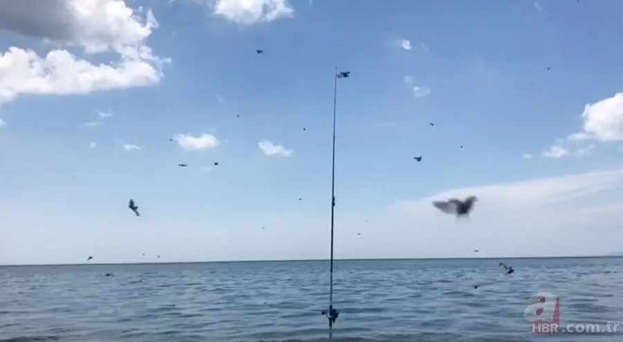 Tekirdağ’da uğur böceği istilası! Isırıyor: Tatilciler panik içinde🐞 5