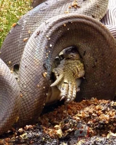 insan yuzlu keci dehsete dusurdu milyonlar gozlerine inanamadi