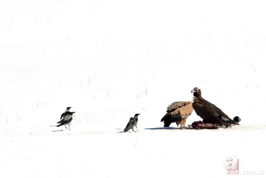 Rengiyle dikkat çekti! Nesli tükenme tehlikesi altındaki akbaba böyle görüntülendi 5
