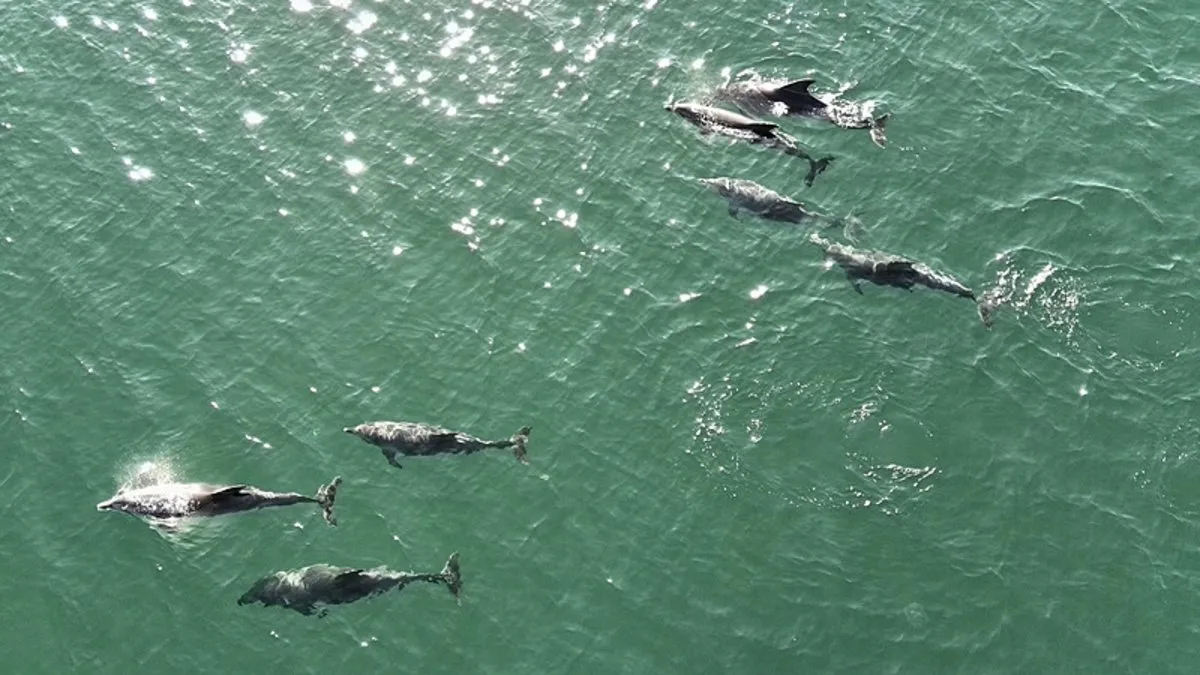 Görüntüler Sinop'tan! Türkeli açıklarında dronla görüntülendiler