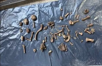 emrah-elveren-cinayetinde-dna-sonuclari-cikti-bulunan-kemikler-el-verene-ait-1764002006803.jpg FOTOĞRAF: İHA