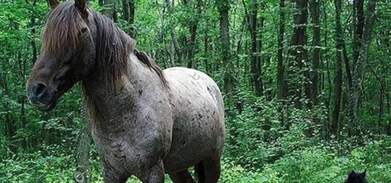Fotokapan ile yaban hayat ışık tutacak
