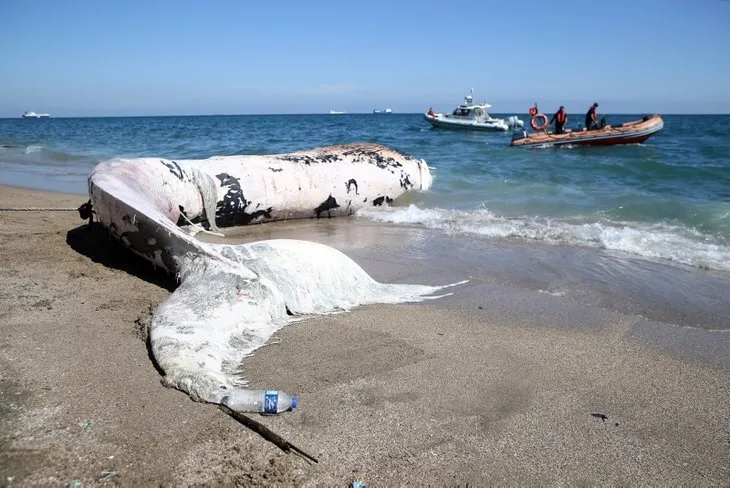 Son dakika | Mersin sahiline vuran dev balinanın ölüm nedeni belli oldu