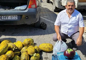 Görenler gözlerine inanamadı! Karpuz gibi patlıcan