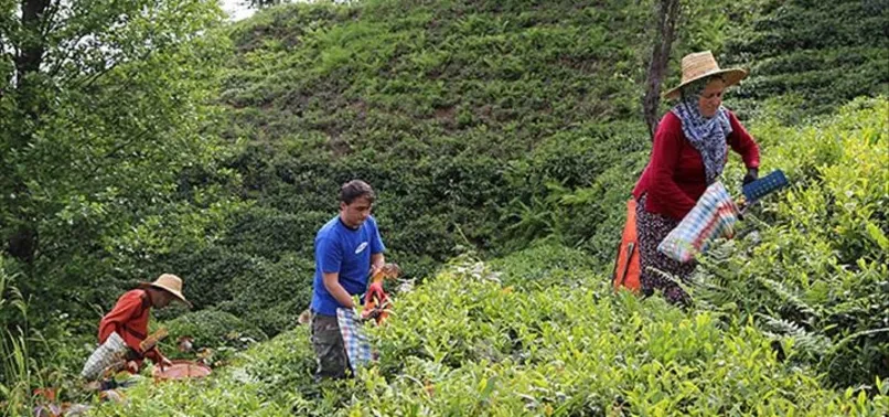 ÇAYKUR kura sonuçları açıklandı mı? 2022 ÇAYKUR mevsimlik işçi alımı kura sonuçları nereden öğrenilir?
