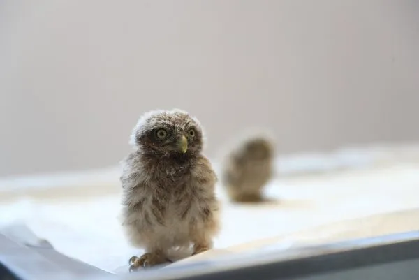 Son dakika: Hayvan hakları yasası tamam! İşte madde madde tarihi düzenleme - 6