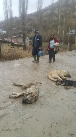 Kopan elektrik telleri sokak köpeklerini telef etti - 2