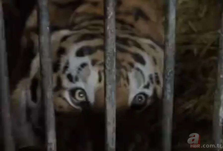 Rusya'da şaşırtan kehanet! ABD'de başkanlık seçimini kim kazanacak? Donald Trump mı? Joe Biden mı? Bakın sonuç ne çıktı? 2