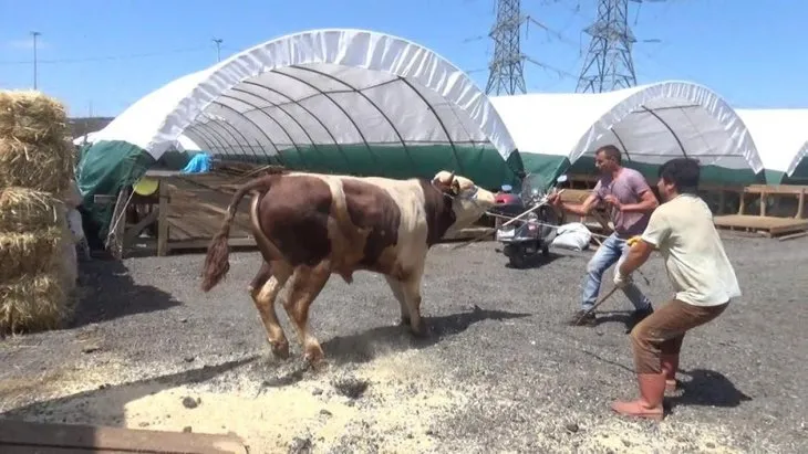 Kurbanlık pazarının gözdesi Ateş! Fiyatı dudak uçuklattı