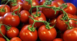 Domates karaciğerin dostu!