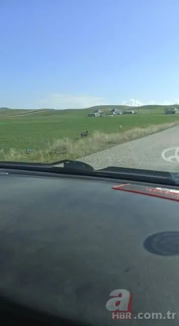 Sürücülerin kabusu oldu! Geceleri ortaya çıkıp yola fırlıyor 4