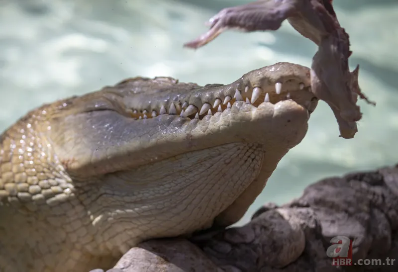 Sıcak ve nemden bunalan timsah... 3