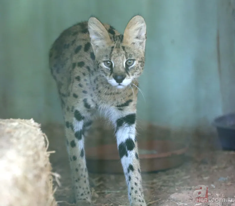 Kedigillerin en zor bulunan türü | İstanbul'da lüks bir malikanede ele geçirildi! Nesli neredeyse hiç kalmadı 8