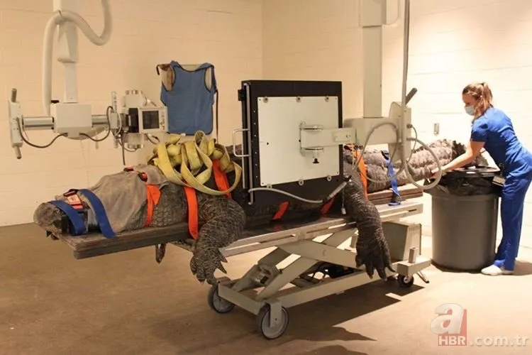 Yüzlerce kiloluk dev timsah tedavi edildi! Görüntüleri sosyal medyayı salladı 3